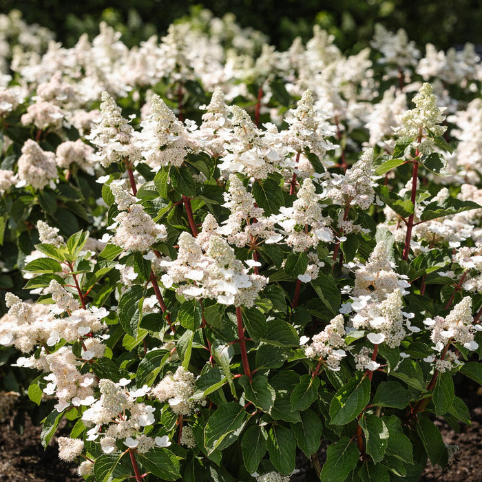 Hydrangea panniculata Living Infinity - Pluimhortensia - Winterhard - Wit - 1 Plant - Pot 12cm - Hoogte Hoogte 20-30cm