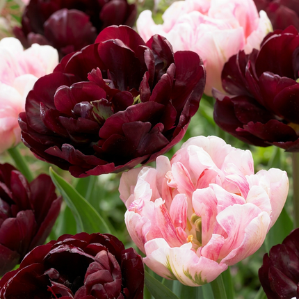 48x Tulipa Sweet Desire mix - Bloembollen - Tulp Sweet Desire mix - Diversen - Voorjaarsbloeier - Bolmaat 11/12