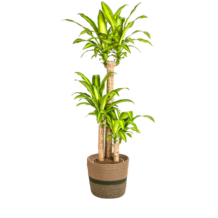 Dracaena Fragrans Massangeana with basket - ↕130-150cm - Ø24cm
