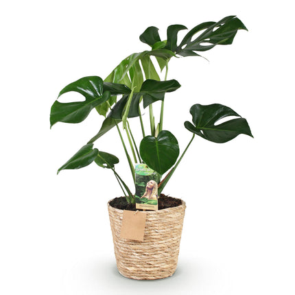 Monstera Deliciosa - Gatenplant - met mand - ↕70-80cm - Ø21cm