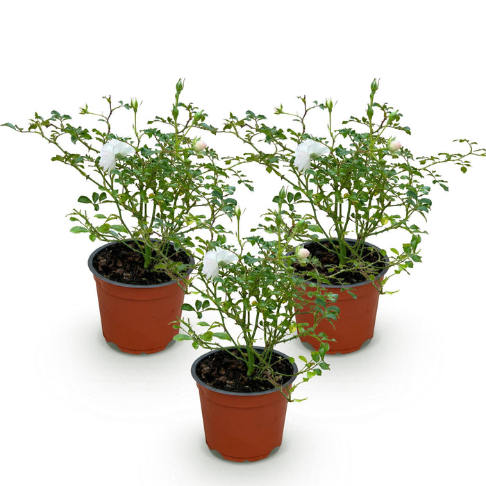 Rosa White Fairy - Roos - Winterhard - Wit - 3 Planten - Pot 12cm - Hoogte Hoogte 20-25cm