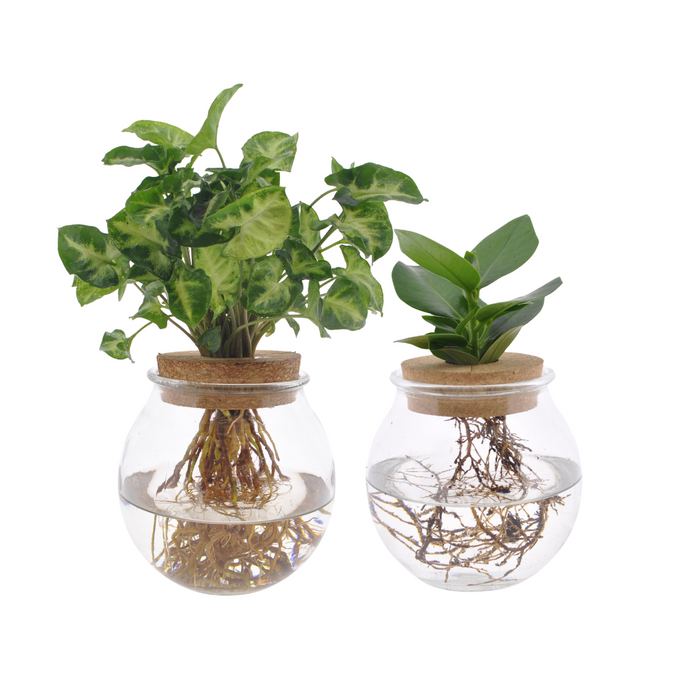 Konvexes Glas Duo Clusia/Syngonium Green - 2 Stück - Ø 12 cm - ↕ 30 cm