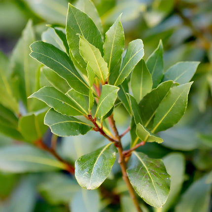 Laurus nobilis - Plant op stam - Terras Plant - ↕90cm - Ø19cm