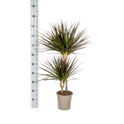 Dracena Marginata Magenta - ↕70-90cm - Ø19cm