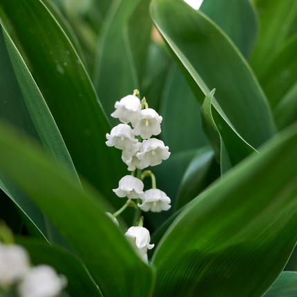 Convallaria majalis - Lelietjes van dalen - ↕10-25cm - Ø9cm - 60x