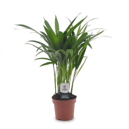 Areca Lutescens - Goudpalm - Pot 12cm - Hoogte - 45cm