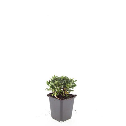 Potentilla tridentata 'Nuuk' - Ganzerik - ↕10-25cm - Ø9cm - 48x