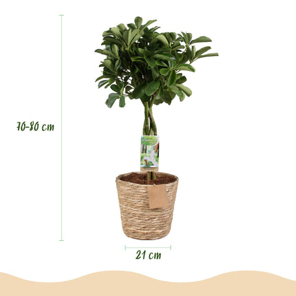 Schefflera Nora - Vingerboom - ↕70-80cm - Ø21cm