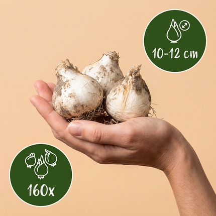 160x Allium Siculum - Cebule kwiatowe - Dzwoneczek sycylijski - Kremowy i różowy - Kwitnący latem - Rozmiar cebuli 10/12