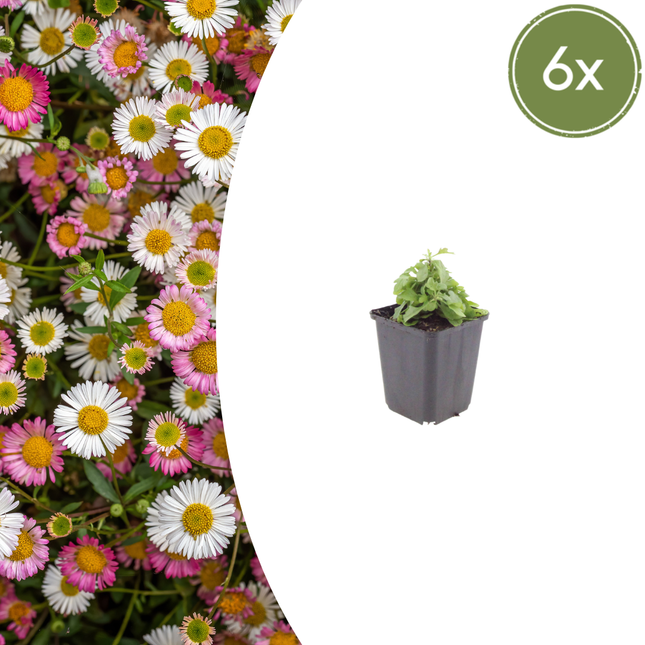 Erigeron karvinskianus - Muurfijnstraal - ↕10-25cm - Ø9cm - 6x