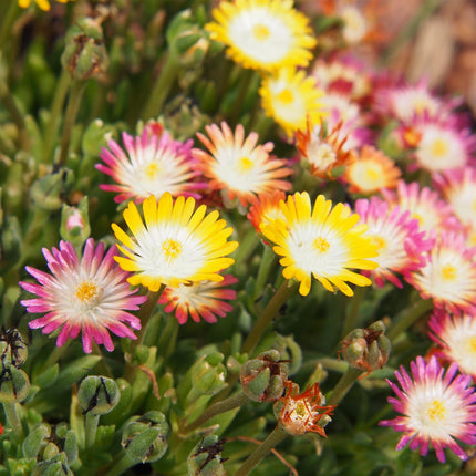 Couvre-sol rustique - Delosperma Jewel of Dessert - Lot de 4 - Coloris : rouge, orange, violet, rose - Entretien facile - Pot de 14 cm - Hauteur : 17 cm