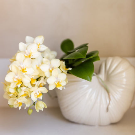 Kolibri Orchids | Combi Deal - 2 Gele Phalaenopsis Orchideeën Botanic Yellow - Ø9 cm