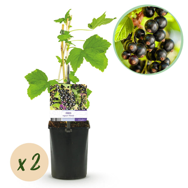 Ribes Nigrum Titania - Blackcurrant - ↕40cm - Ø11cm - 2x