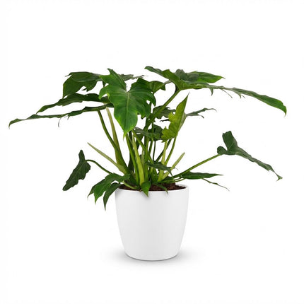 Philodendron Lacerum - met witte pot - ↕65cm - Ø19cm