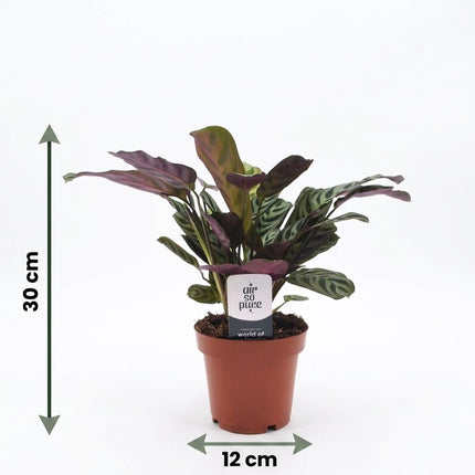 Ctenanthe Burle Marxii - Visgraatplant - 2x - met Potter Wit - Pot 12cm - Hoogte - 30cm