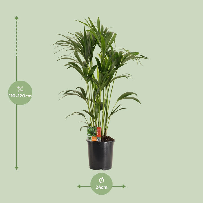 Howea Forsteriana - Kentia Palm - ↕120cm - Ø24cm