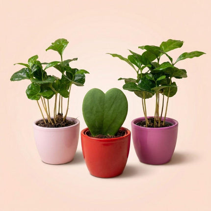 Plant set van 3 met mini pot - Love - Coffea Arabica - roze/rood - Ø6cm