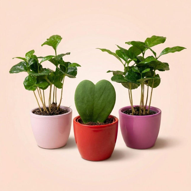 Plant set van 3 met mini pot - Love - Coffea Arabica - roze/rood - Ø6cm