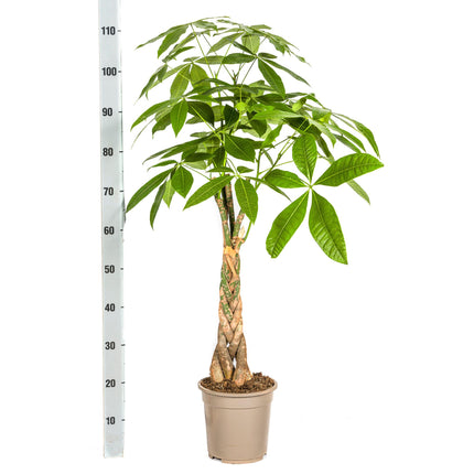 Pachira Aquatica with basket Ø21cm - ↕90 - 110cm