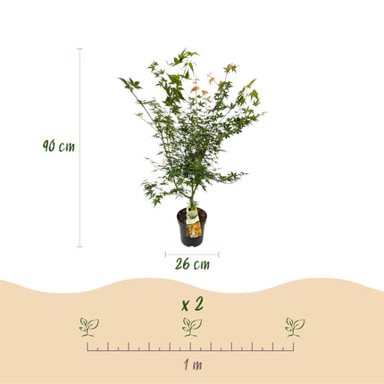 Acer palmatum Katsura - Japanse Esdoorn - Groen - ↕90cm - Ø26cm