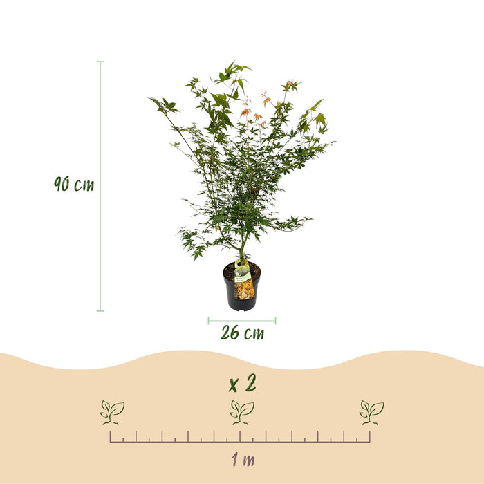 Acer palmatum Katsura - Japanse Esdoorn - Groen - ↕90cm - Ø26cm