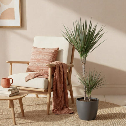 Dracaena Marginata Bicolor - Drakenbloedboom - met grijze plantenpot - ↕90-100cm - Ø21cm