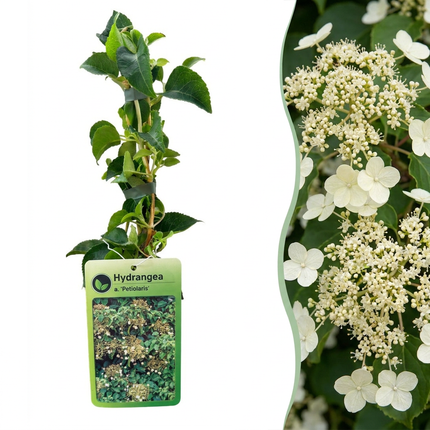 Hydrangea a. Petiolaris - Klimmende hortensia 6x - Wit - Klimplant - Ø9cm - ↕35cm