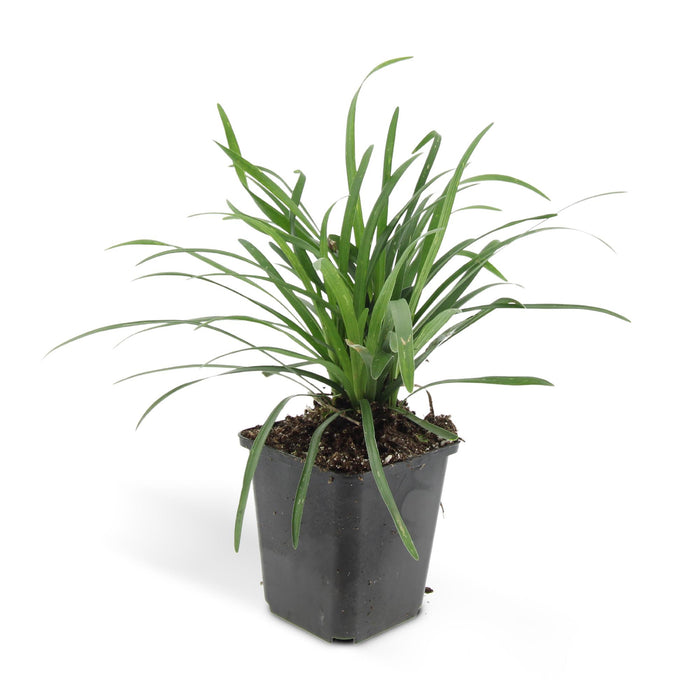 Liriope muscari 'Big Blue' - ↕10-25cm - Ø9cm - 24x