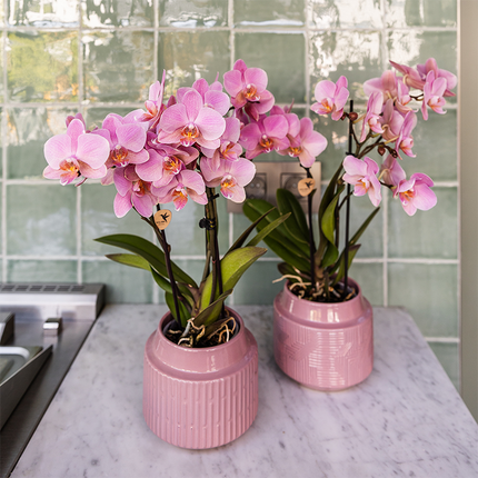 KOMBI-TILBUD på 4 lyserøde Phalaenopsis orkideer - Treviso - Ø9 cm | blomstrende stueplante