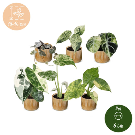 Baby Planten Variegata Mix - Diversen 6x - Tropisch - incl. Linnea Honey - Ø6cm - ↕10-15cm