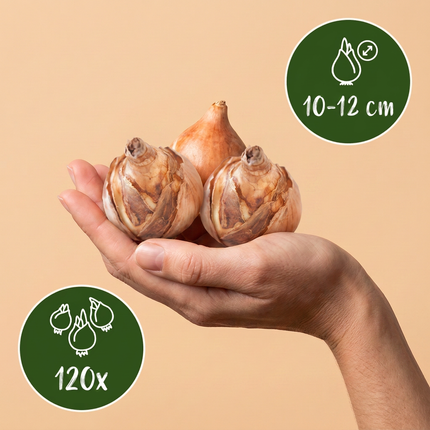 120x Bol Nat Tuin - Bloembollen - Bol Nat Tuin - Diversen - Zomerbloeier - Bolmaat 10/12