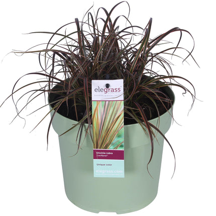 Uncinia rubra Everflame - Red Sedge - ↕40cm - Ø19cm