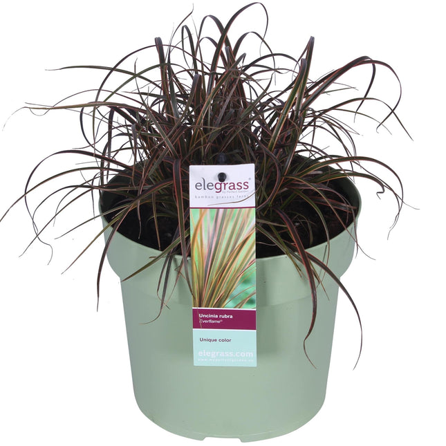 Uncinia rubra Everflame - Rode Zegge - ↕40cm - Ø19cm