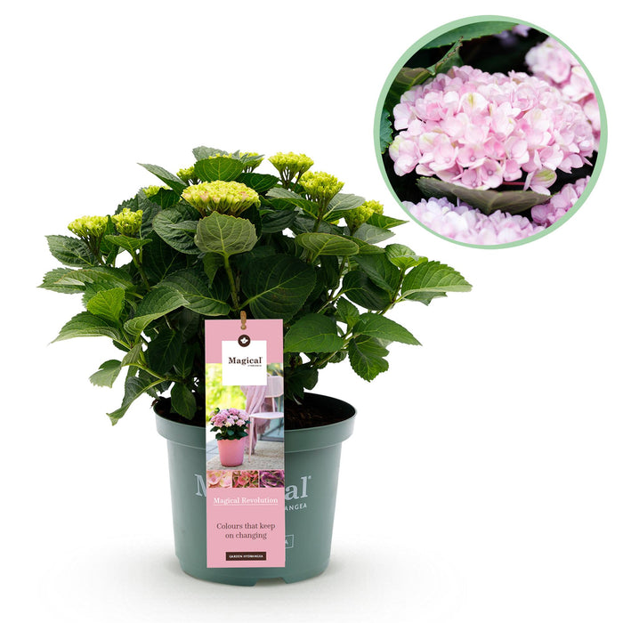 Terrasplant - Hortensia - Hydrangea Magical Revolution Pink - Pink - 6-10 Bloemen - Pot 23cm Hoogte 55cm