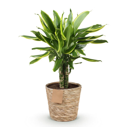 Dracaena fragrans Golden Coast - Arbre dragon - avec panier - ↕50-55cm - Ø17cm