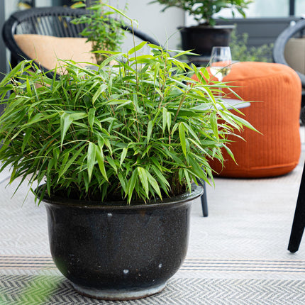 Bamboe - Fargesia Rufa - Niet Woekerend - Groen - ↕35cm - Ø14cm - 6x