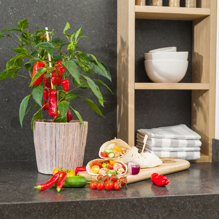 Plukgroente - Rode snack paprika - Ø 14 cm - ↨ 45 cm