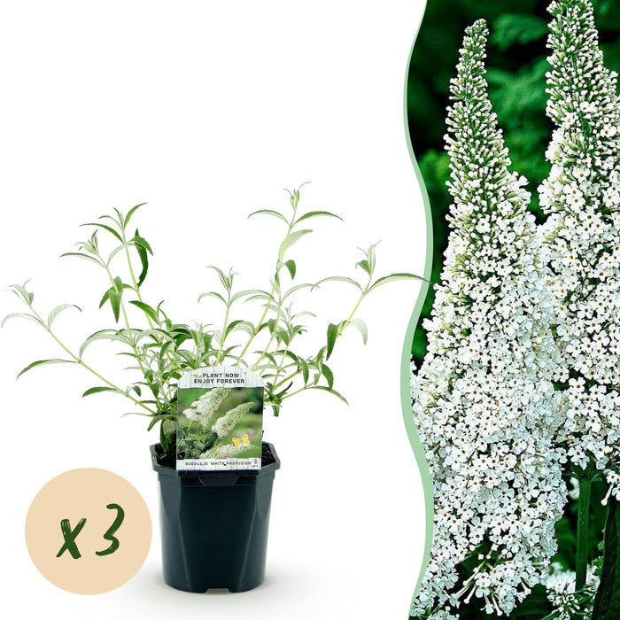 Buddleja davidii White Profusion - Vlinderstruik - Wit - ↕45cm - Ø17cm - 3x