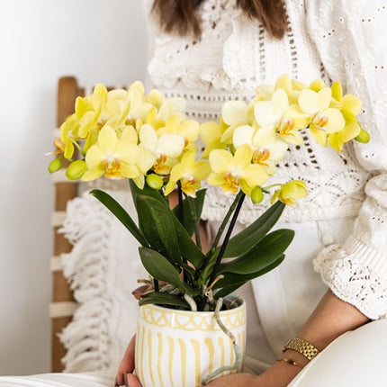 Kolibri Orchids | Combi Deal - 2 Gele Phalaenopsis Orchideeën Blossom Albenga - Ø9 cm