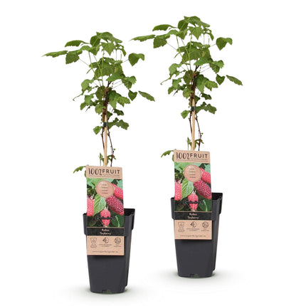 Rubus log. Tayberry - Blackberry - Hardy - Purple Raspberry - 2 Plants - 15cm Pot - Height 50cm
