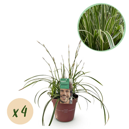Carex morrowii Ice Dance - Junco - Blanco y verde - ↕50cm - Ø17cm - 4x