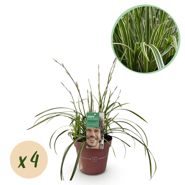 Carex morrowii Ice Dance - Zegge - Wit & Groen - ↕50cm - Ø17cm - 4x