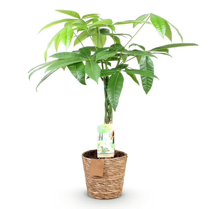 Pachira Aquatica gevlochten stam - Geldboom - met mand - Pot 17cm - Hoogte 60-70cm