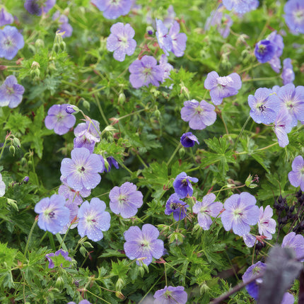 Geranio Rozanne - Cranesbill - ↕10-25cm - Ø9cm - 24x