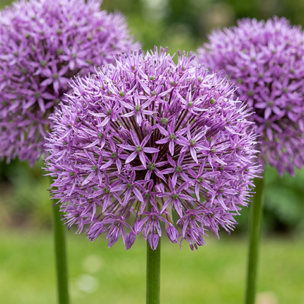 40x Allium Gladiator - Bloembollen - Sierui - Paars - Zomerbloeier - Bolmaat 16/18