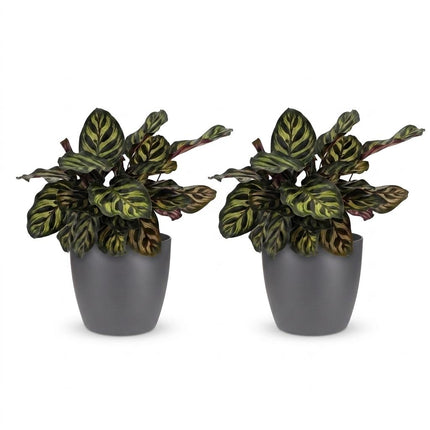 Calathea Makoyana - Pauwenplant - met grijze pot - ↕25cm - Ø12cm - 2x