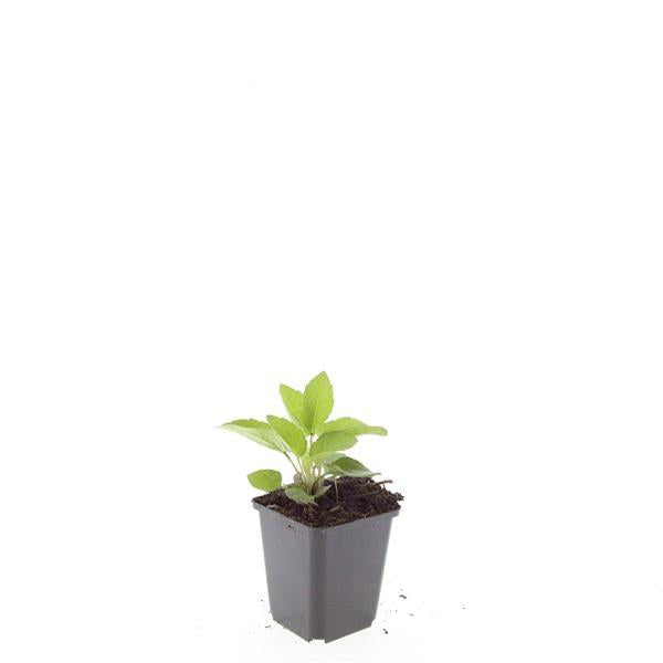 Rudbeckia fulgida 'Goldsturm' - Gele Zonnehoed - ↕10-25cm - Ø9cm - 24x