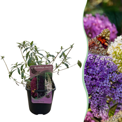 Buddleia de David - Tricolore - Fleurs roses, blanches et violettes - ↕30 cm - Ø17 cm - 1x