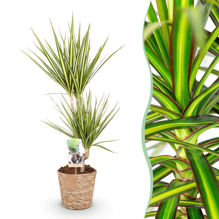 Dracaena Sunray – Drachenbaum – mit Korb – Topf 17 cm – Höhe 70–75 cm