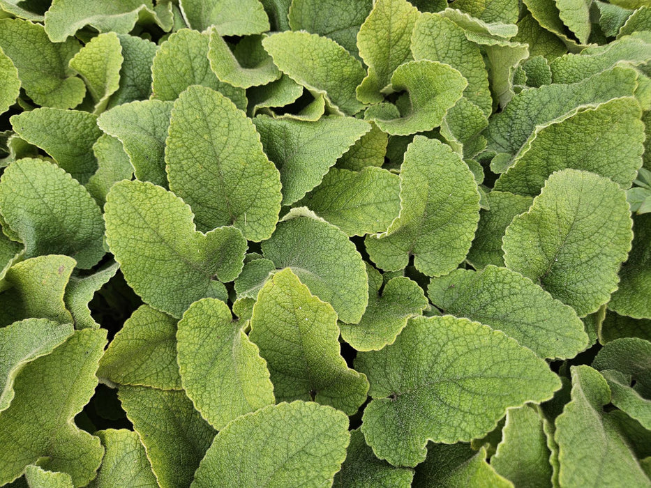Phlomis Russeliana - Brandkruid - ↕10-25cm - Ø9cm - 40x